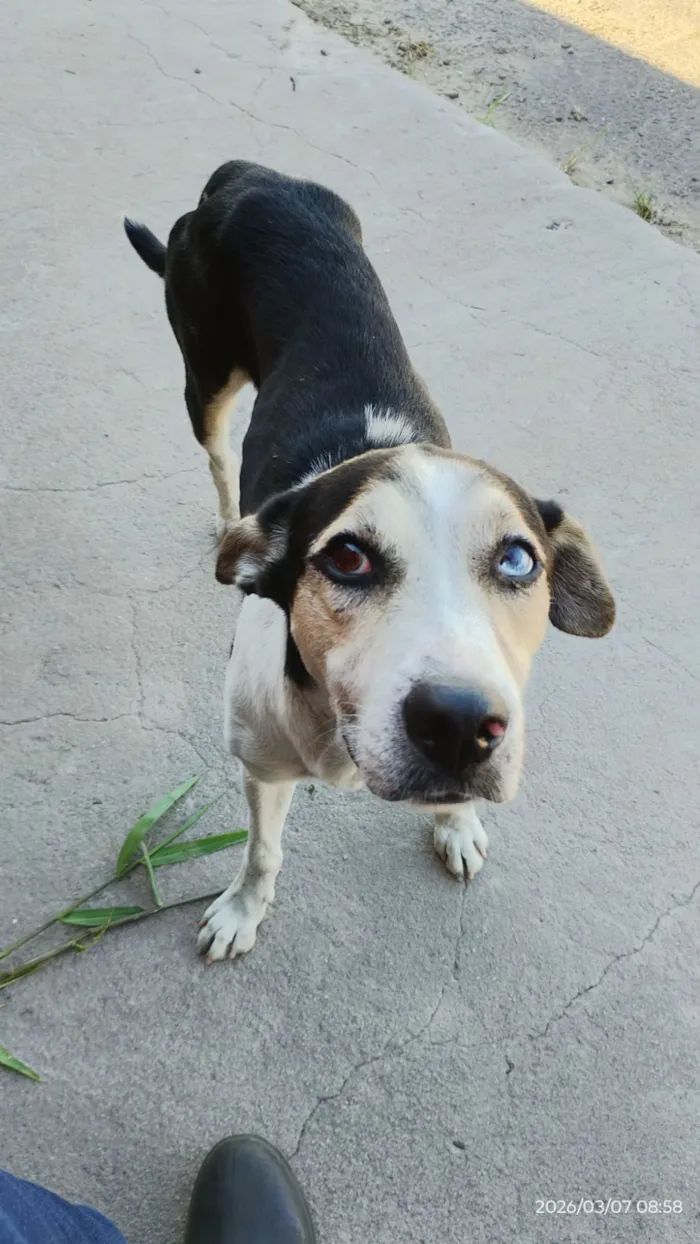 Cachorro raça SRD-ViraLata idade 1 ano nome Eu chamo ele por Gericó