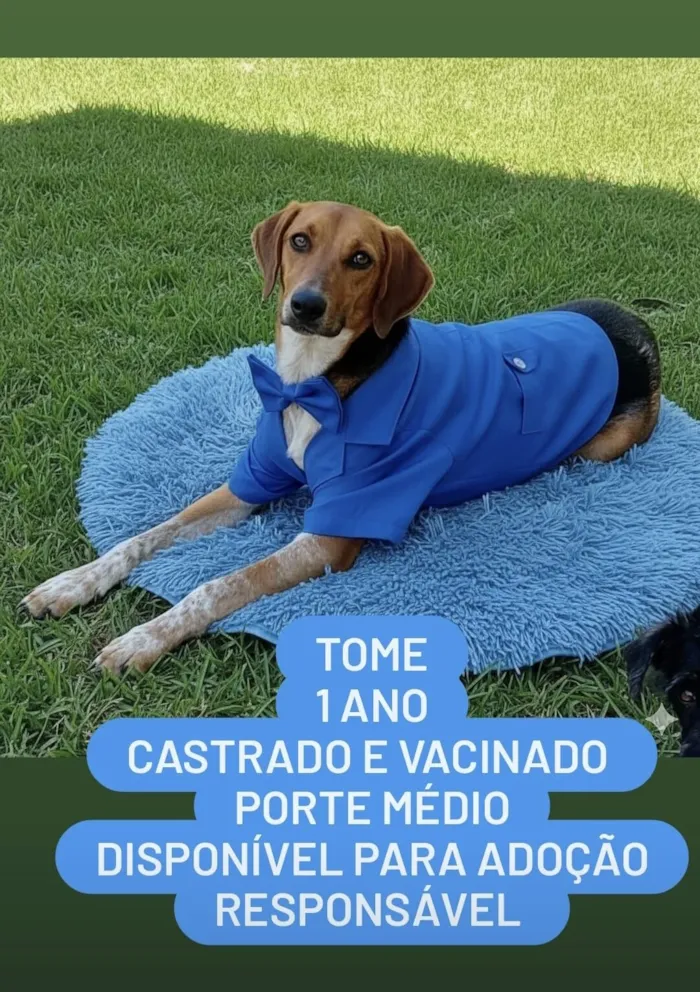 Cachorro raça Foxhound Americano idade 2 anos nome Tomé