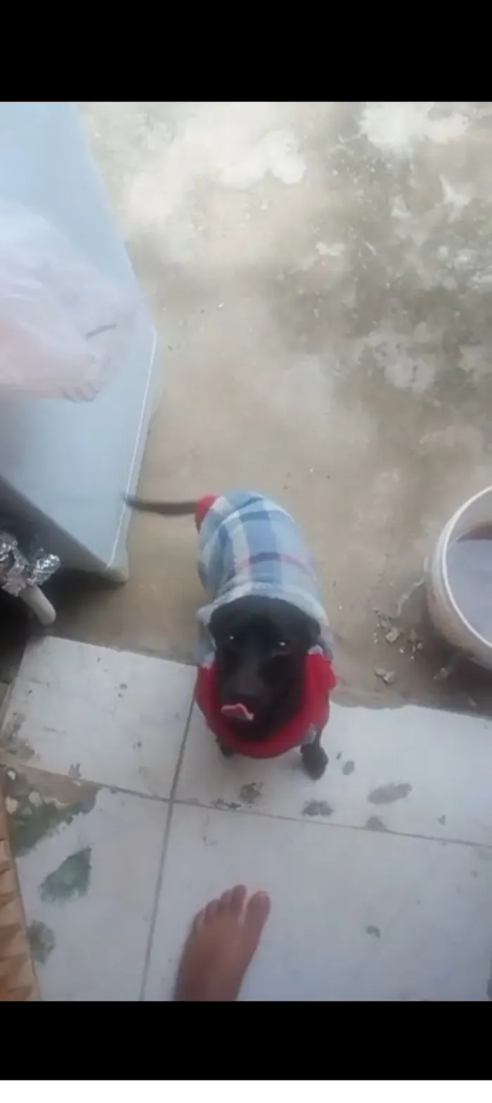 Cachorro raça Pinscher idade 1 ano nome Kiara 