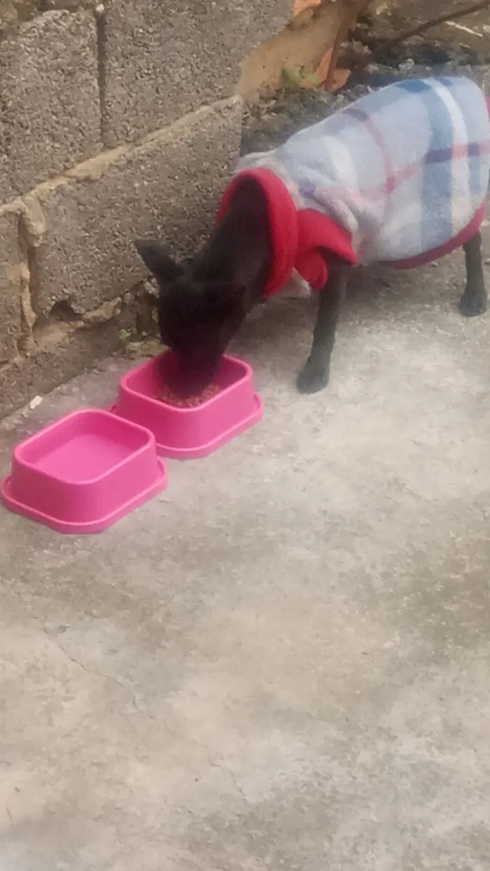 Cachorro raça Pinscher idade 1 ano nome Kiara 