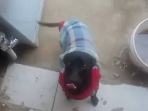 Cachorro raça Pinscher idade 1 ano nome Kiara 