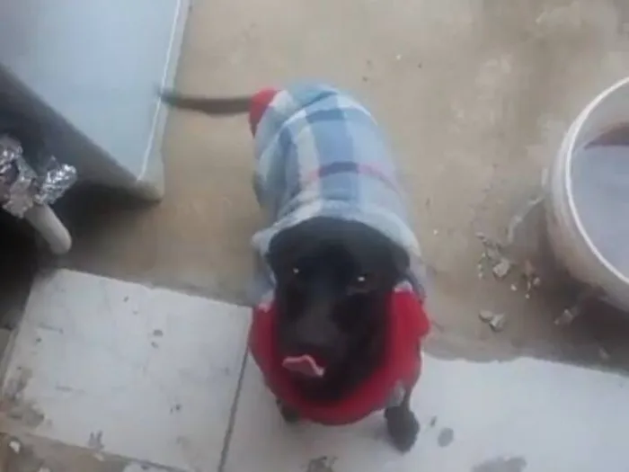 Cachorro raça Pinscher idade 1 ano nome Kiara 