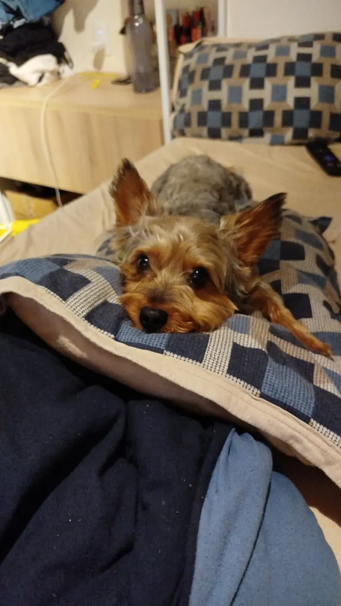 Cachorro raça Yorkshire idade 3 anos nome Dudu