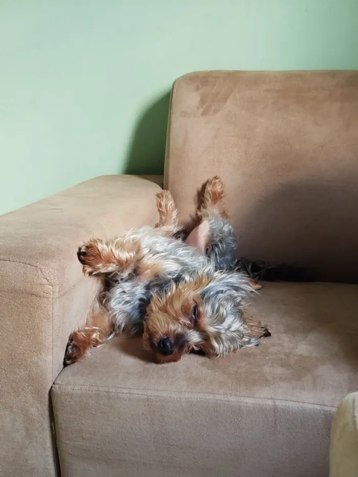 Cachorro raça Yorkshire idade 3 anos nome Dudu