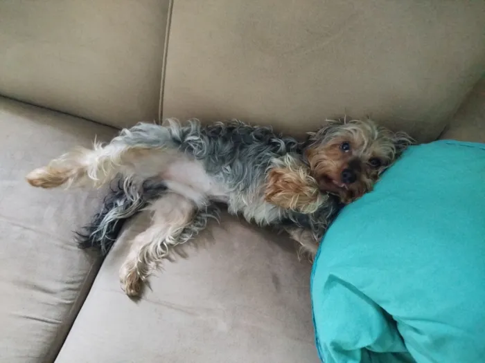 Cachorro raça Yorkshire idade 3 anos nome Dudu