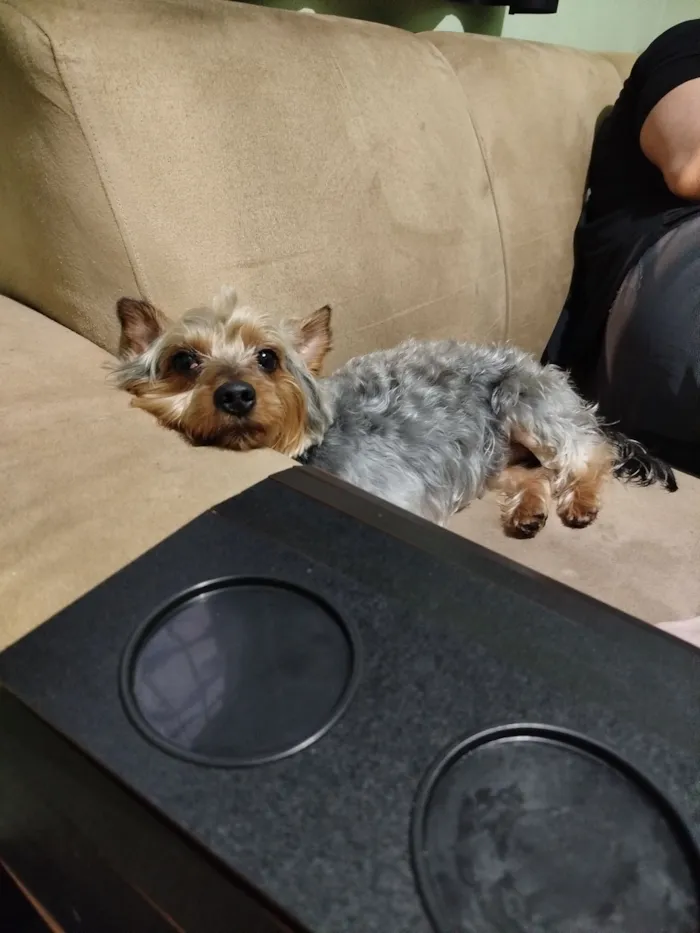 Cachorro raça Yorkshire idade 3 anos nome Dudu
