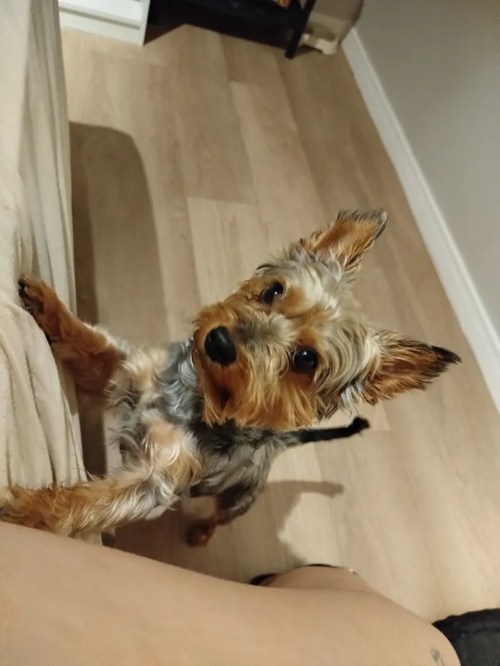 Cachorro raça Yorkshire idade 3 anos nome Dudu