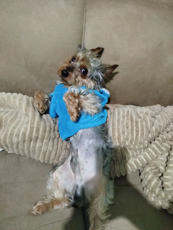Cachorro raça Yorkshire idade 3 anos nome Dudu
