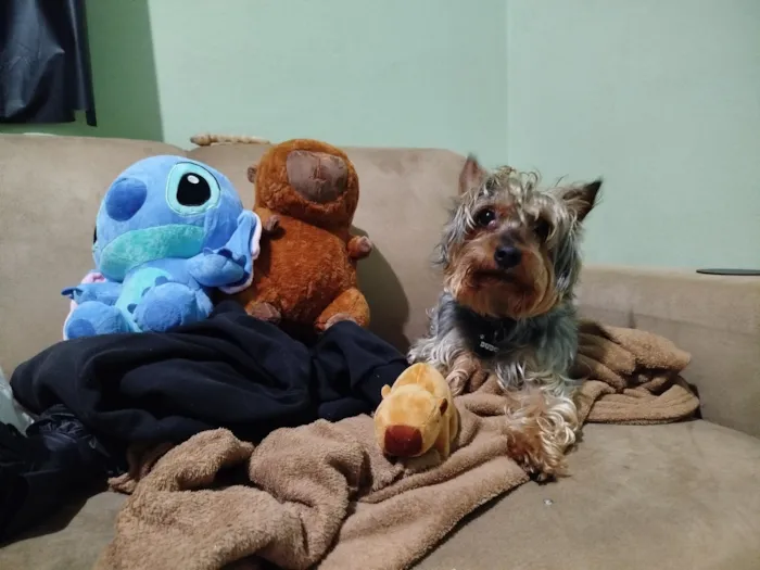 Cachorro raça Yorkshire idade 3 anos nome Dudu