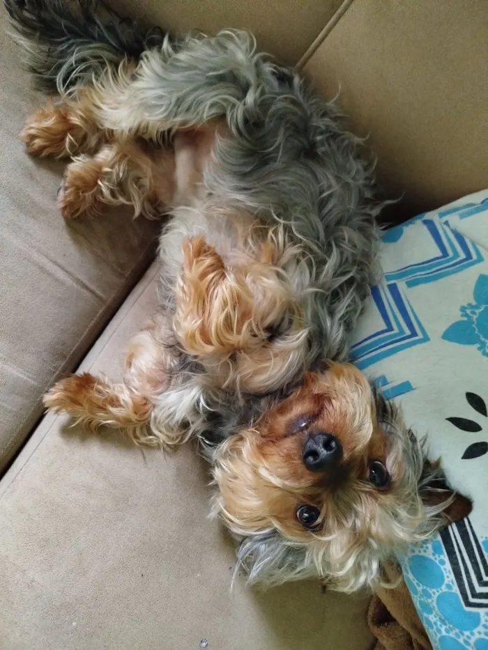 Cachorro raça Yorkshire idade 3 anos nome Dudu