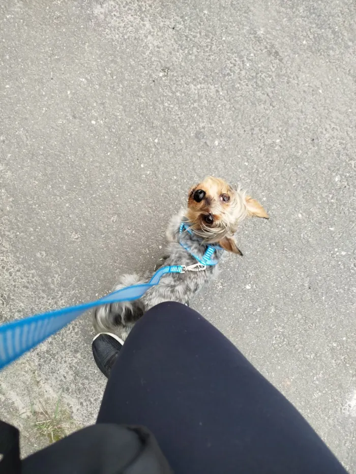 Cachorro raça Yorkshire idade 3 anos nome Dudu