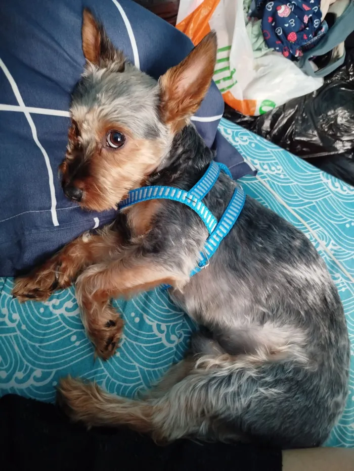 Cachorro raça Yorkshire idade 3 anos nome Dudu