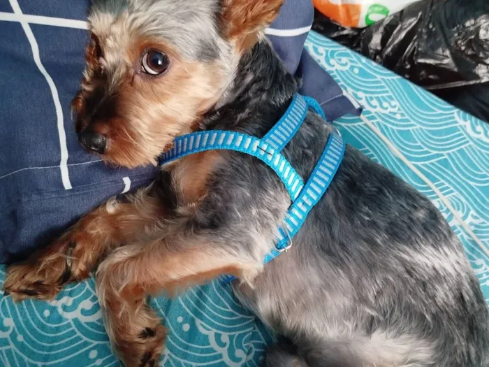 Cachorro raça Yorkshire idade 3 anos nome Dudu