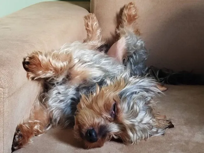Cachorro raça Yorkshire idade 3 anos nome Dudu