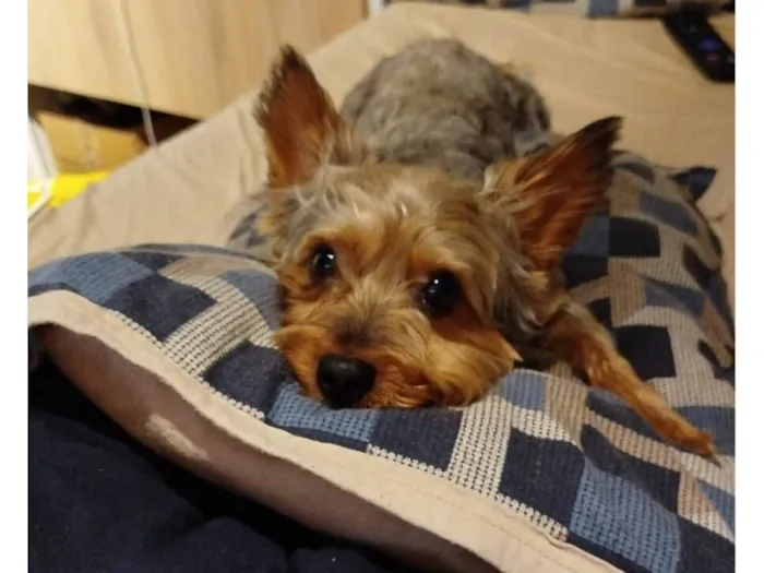 Cachorro raça Yorkshire idade 3 anos nome Dudu