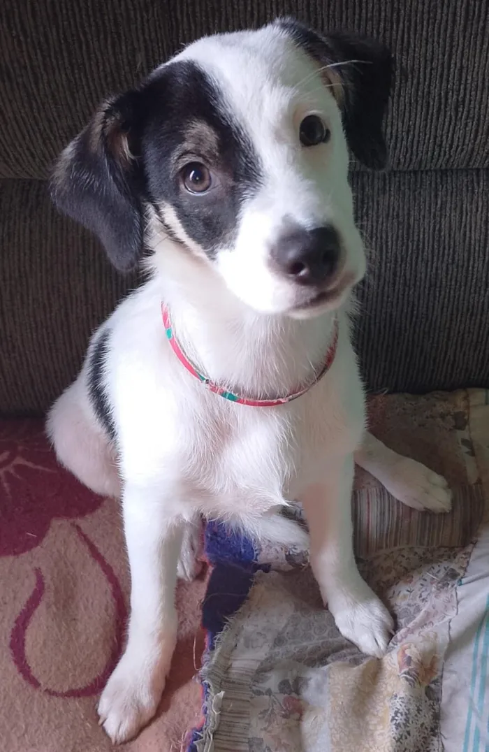 Cachorro raça SRD-ViraLata idade 2 a 6 meses nome Max