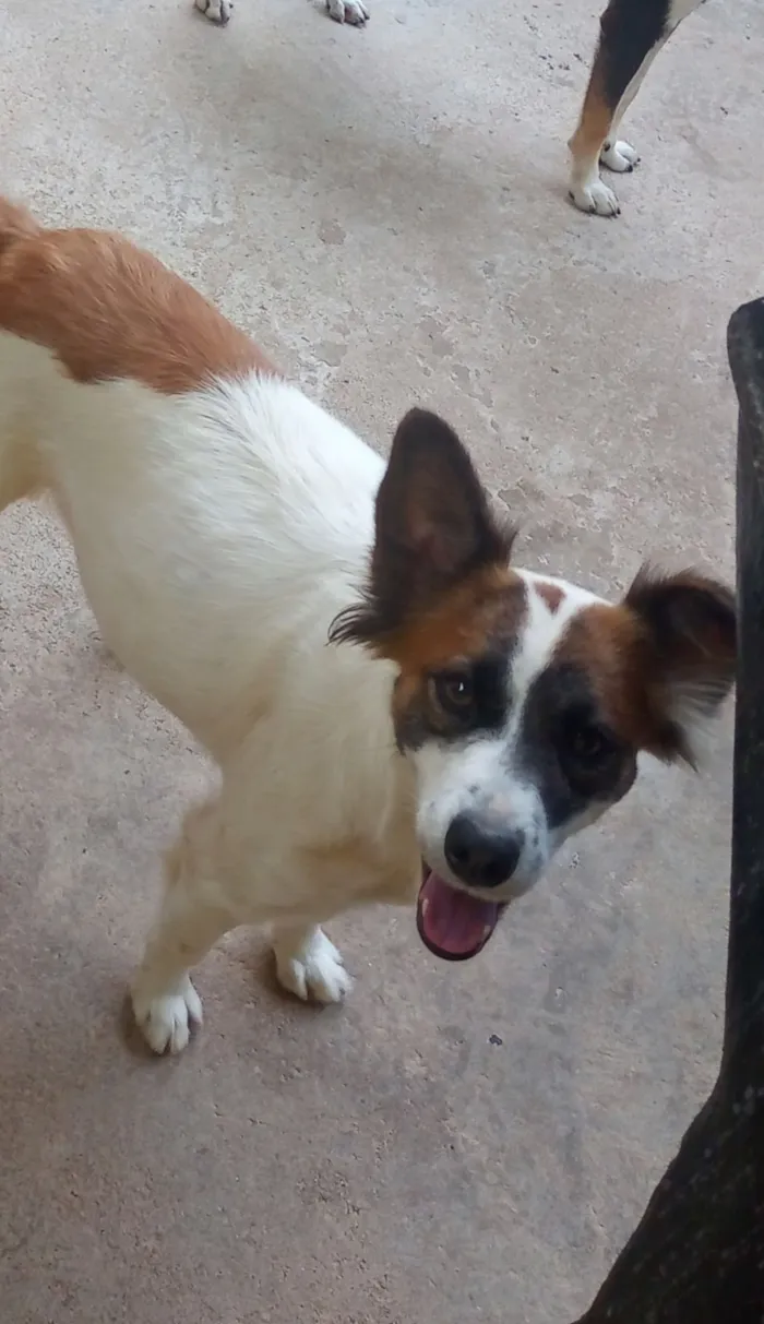 Cachorro raça SRD-ViraLata idade 3 anos nome amora