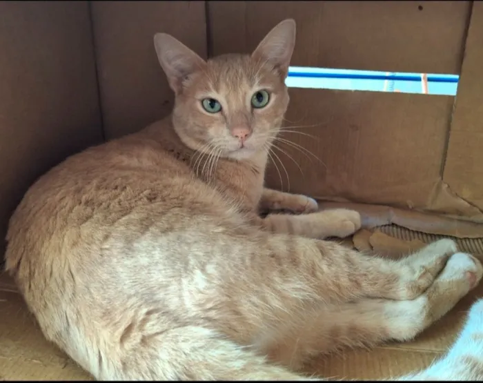 Gato raça SRD-ViraLata idade 1 ano nome Amarelo