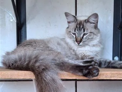 Gato raça SRD-ViraLata idade 7 a 11 meses nome Vitória