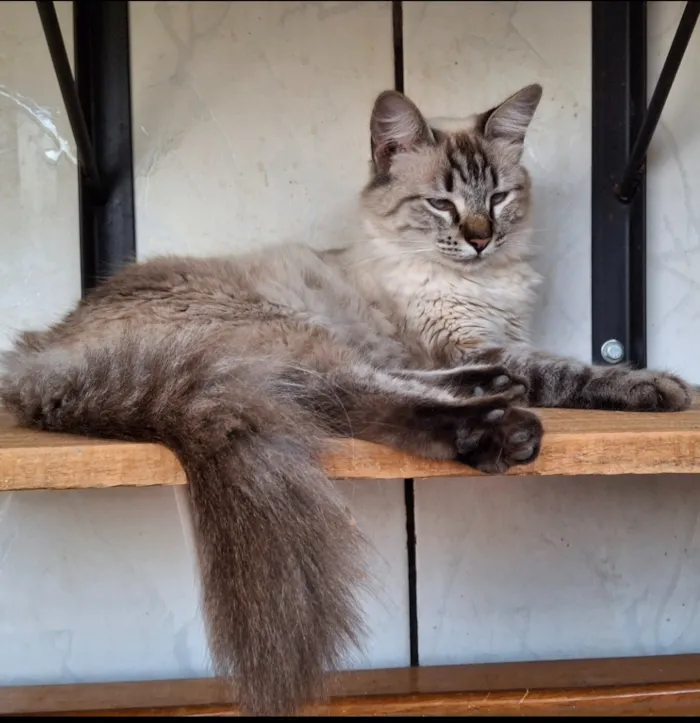 Gato raça SRD-ViraLata idade 7 a 11 meses nome Vitória