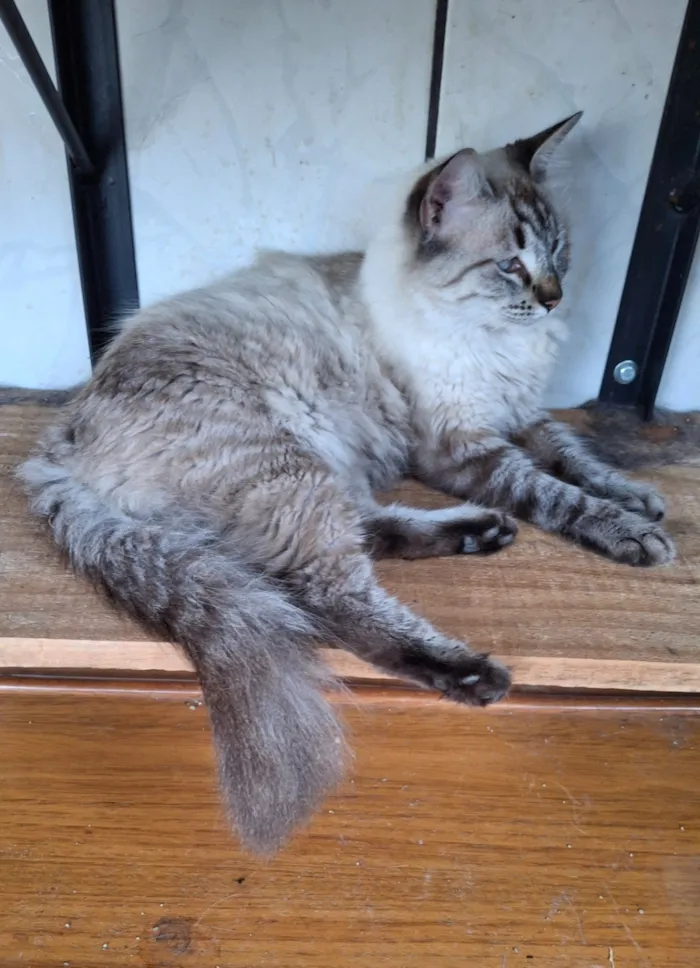 Gato raça SRD-ViraLata idade 7 a 11 meses nome Vitória