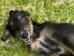 Cachorro raça SRD-ViraLata idade 2 a 6 meses nome Caquinho