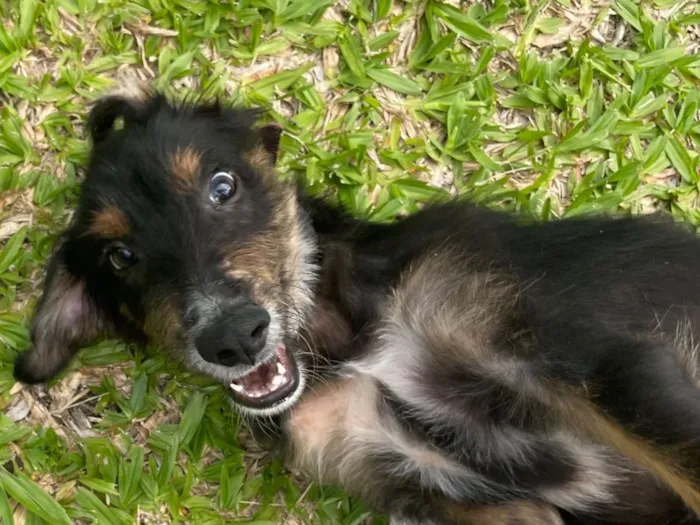 Cachorro raça SRD-ViraLata idade 2 a 6 meses nome Caquinho