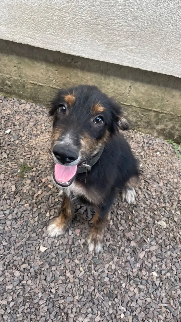 Cachorro raça SRD-ViraLata idade 2 a 6 meses nome Caquinho