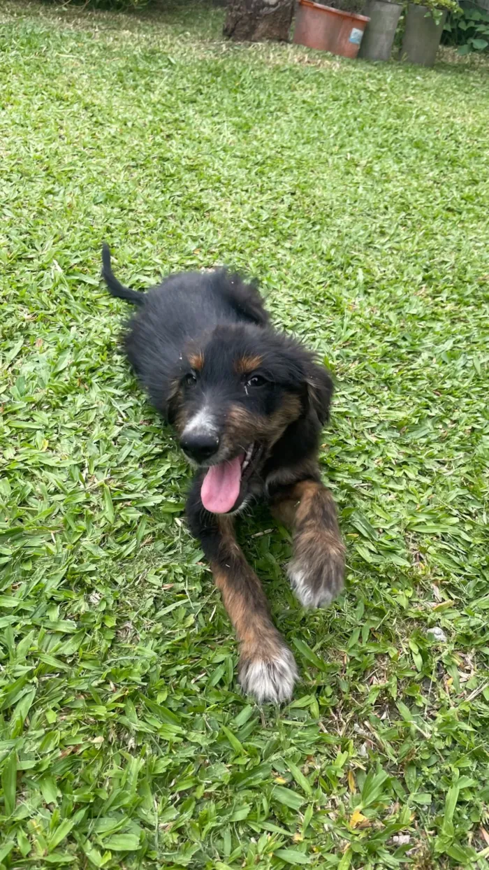 Cachorro raça SRD-ViraLata idade 2 a 6 meses nome Caquinho