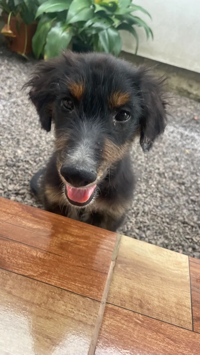 Cachorro raça SRD-ViraLata idade 2 a 6 meses nome Caquinho