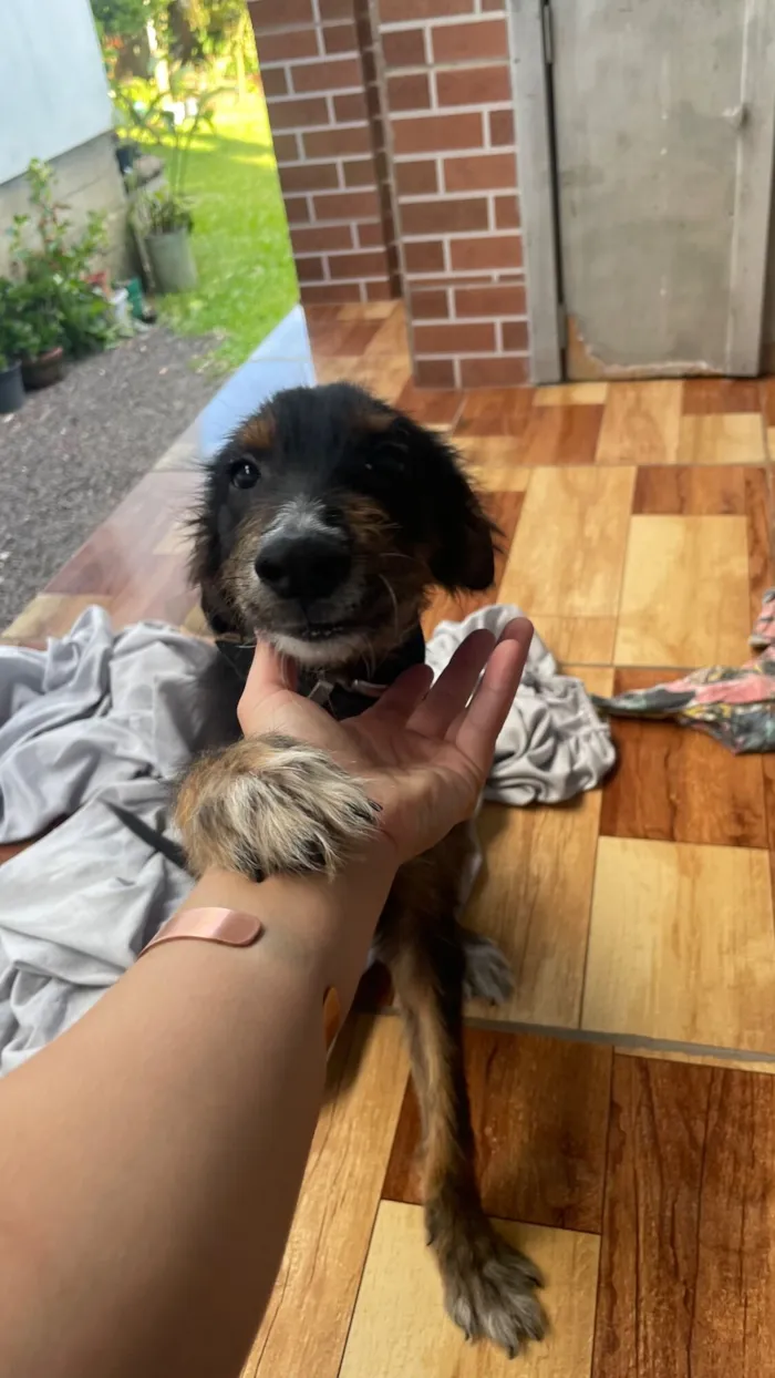 Cachorro raça SRD-ViraLata idade 2 a 6 meses nome Caquinho