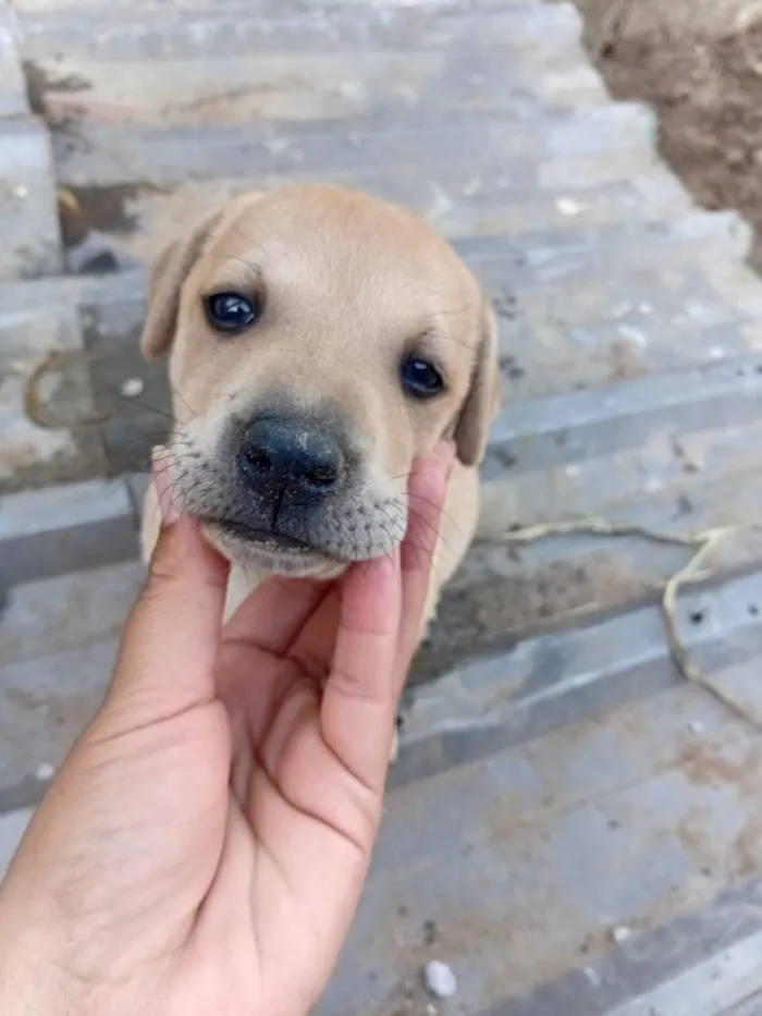 Cachorro raça SRD-ViraLata idade Abaixo de 2 meses nome Sem nome