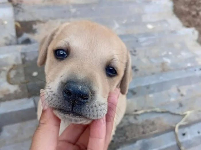 Cachorro raça SRD-ViraLata idade Abaixo de 2 meses nome Sem nome