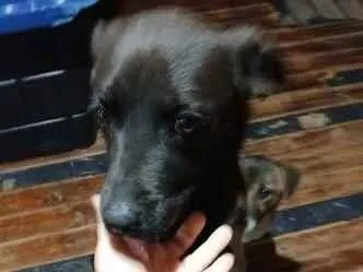 Cachorro raça SRD-ViraLata idade 2 anos nome Amora