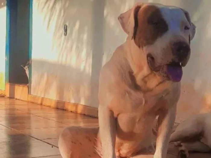 Cachorro raça Pit-Bull idade 2 a 6 meses nome drogo 