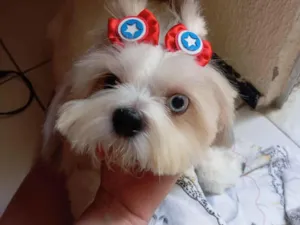Cachorro raça Shitzu idade 2 anos nome Floquinho