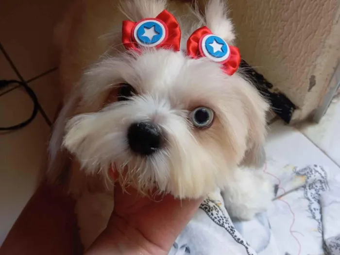 Cachorro raça Shitzu idade 2 anos nome Floquinho