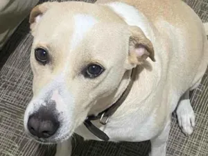 Cachorro raça SRD-ViraLata idade 3 anos nome Spyke