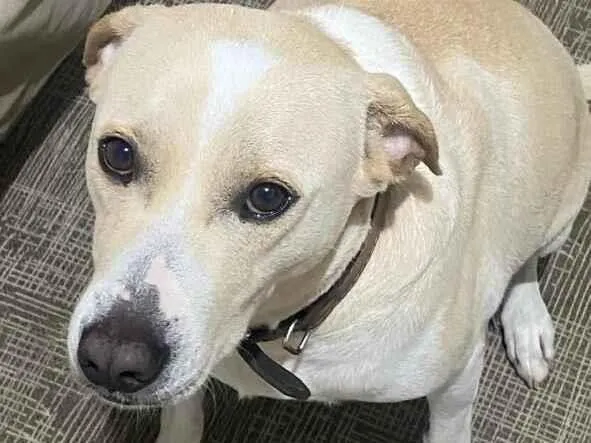 Cachorro raça SRD-ViraLata idade 3 anos nome Spyke