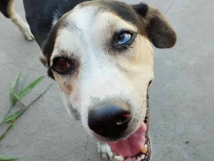 Cachorro raça SRD-ViraLata idade 1 ano nome Eu chamo ele por Gericó