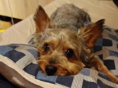 Cachorro raça Yorkshire idade 3 anos nome Dudu