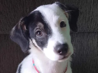 Cachorro raça SRD-ViraLata idade 2 a 6 meses nome Max