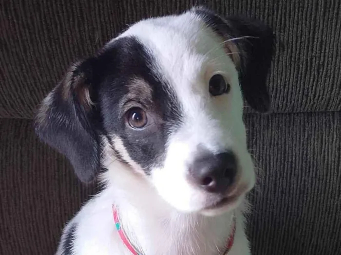 Cachorro raça SRD-ViraLata idade 2 a 6 meses nome Max