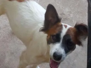 Cachorro raça SRD-ViraLata idade 3 anos nome amora
