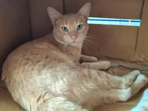 Gato raça SRD-ViraLata idade 1 ano nome Amarelo