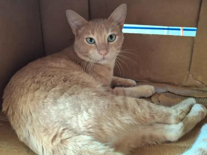 Gato raça SRD-ViraLata idade 1 ano nome Amarelo