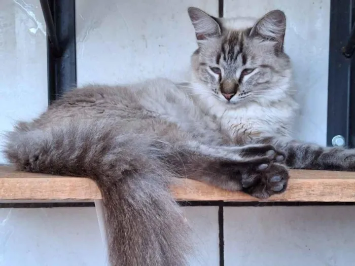 Gato raça SRD-ViraLata idade 7 a 11 meses nome Vitória