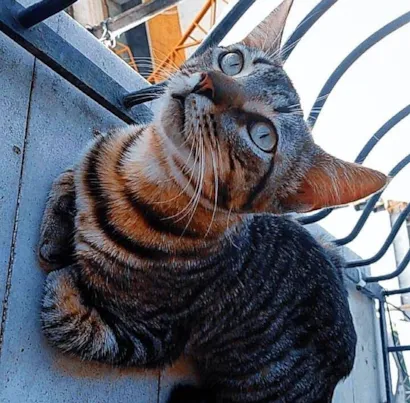 Gato raça SRD-ViraLata idade 5 anos nome Filhote