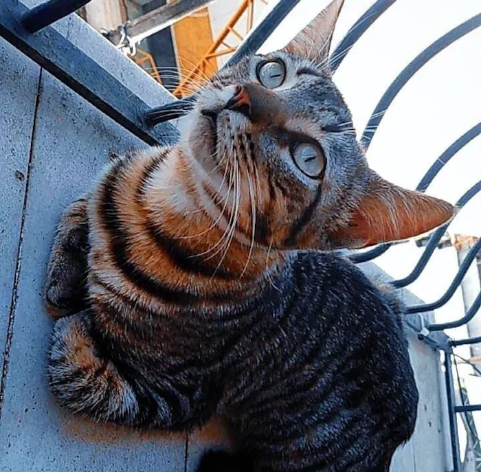 Gato raça SRD-ViraLata idade 5 anos nome Filhote