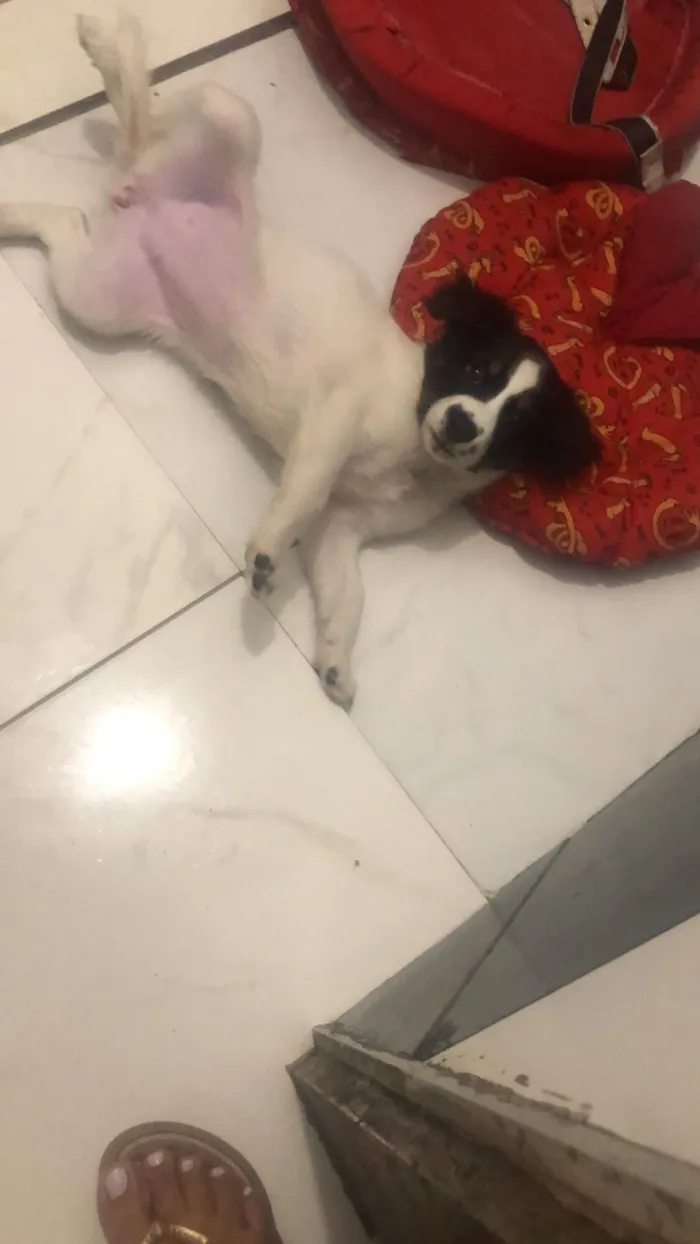 Cachorro raça SRD-ViraLata idade 2 a 6 meses nome Thais